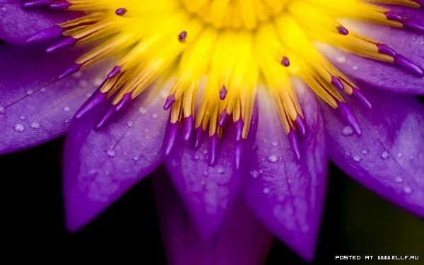 Фиолетовый и желтый